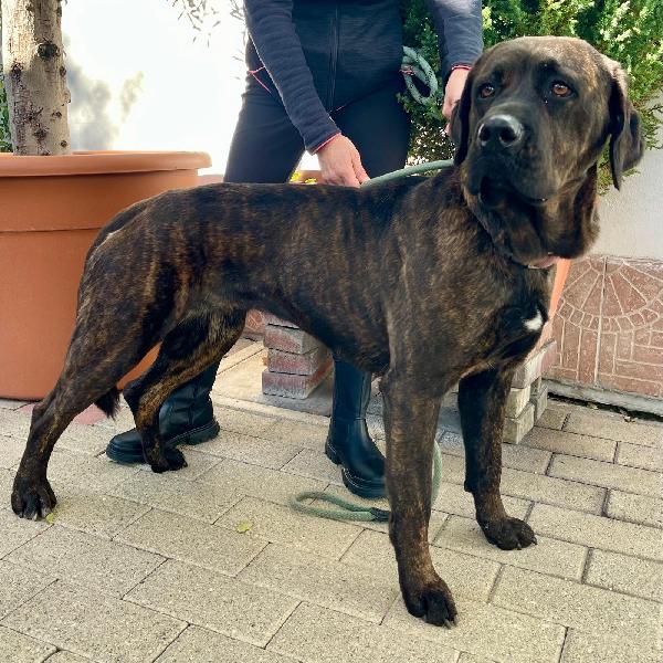 TIGRILLA CANE CORSO Foto 5